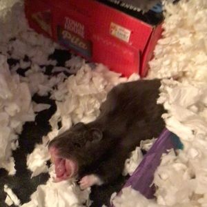 Meet your Posher, Lila